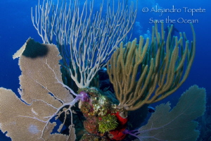 Diver behind the reef, San Pedro Belize by Alejandro Topete 